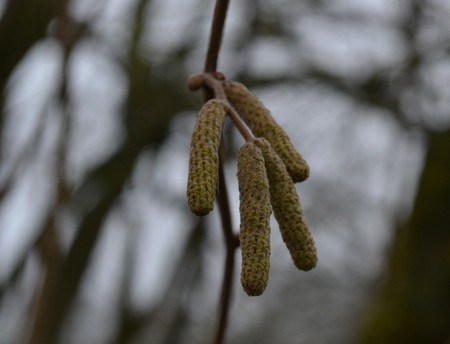 Yellow-green earrings hang in the early spring on a gray gloomy backgroundの写真素材