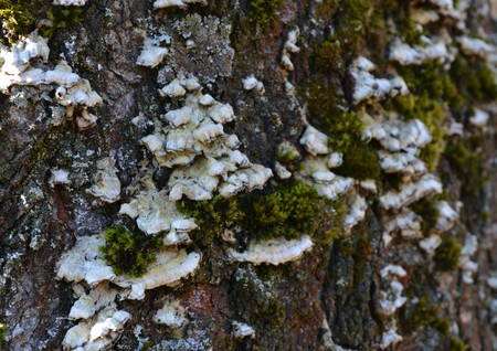 Wood mushrooms and moss on the birch bark in the early spring in the parkの写真素材