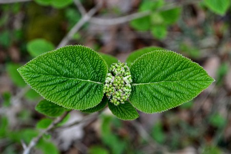 Bright green leaves and bud on the background of the park in the early morning in the springの写真素材