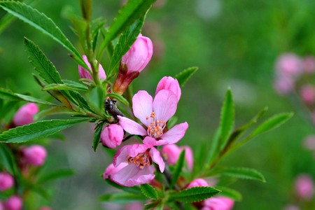 Bright pink flowers on a background of green leaves in the early morning in the springの写真素材