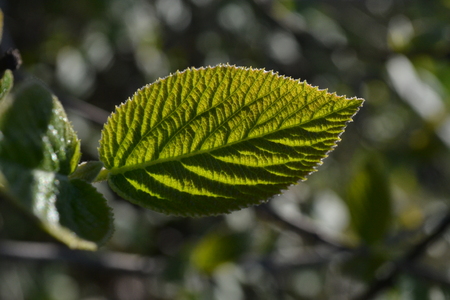The green leaf is lit by the bright sun in the park in the early morningの写真素材