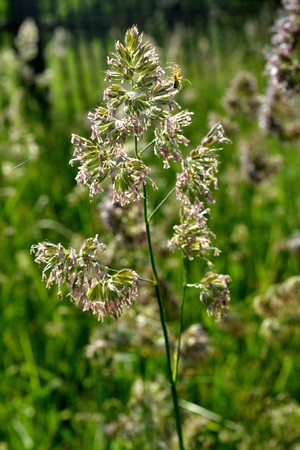 A spider on a blooming broom of grass in a park in the early morningの写真素材