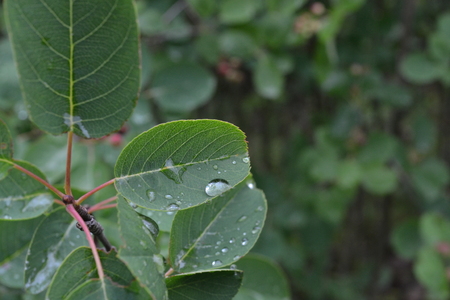 Green bush leaf with raindrops in the summer in the parkの写真素材