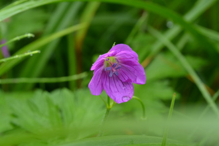 Pink flower with veins and a drop of rain early in the morning in the park on a background of green grassの写真素材