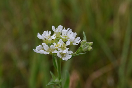 Small white flowers and buds against the grass background in the early morning in the park after the rainの写真素材