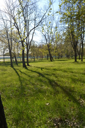 Long shadows from the trees in the early morning in the spring in the park on the gladeの写真素材