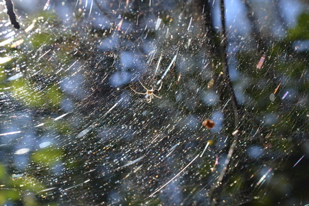 The spider in its web is brightly illuminated by the suns rays in the early morning in the summerの写真素材