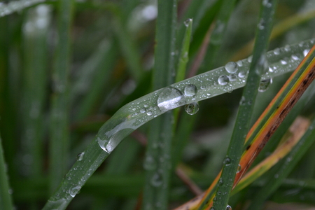 transparent large drops of rain on a green background on a green backgroundの写真素材