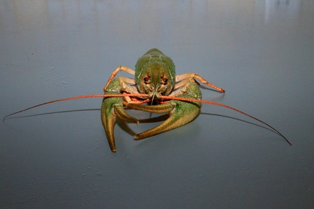 green ,baleen,crayfish lies on a smooth table surface
