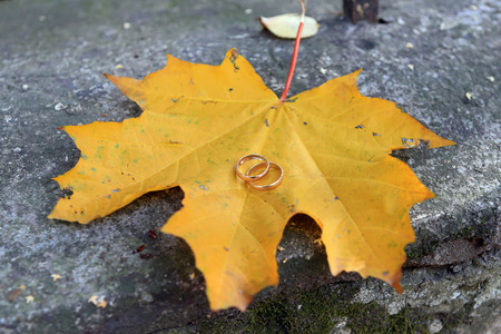 yellow maple leaf are the wedding rings are the symbol of eternal love and fidelityの写真素材