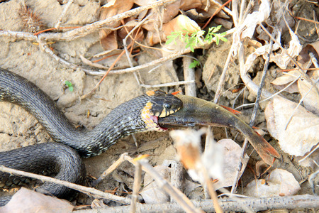 the photo shows how the snake had caught the big fish and try to swallow