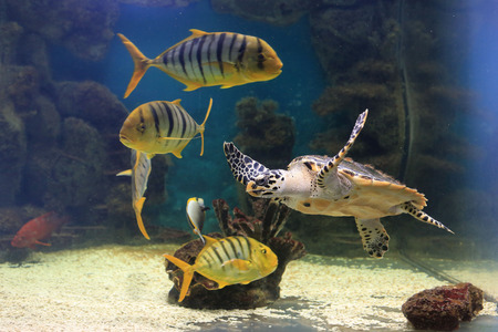 in the aquarium, zoo floats a large sea turtle accompanied by other inhabitantsの写真素材