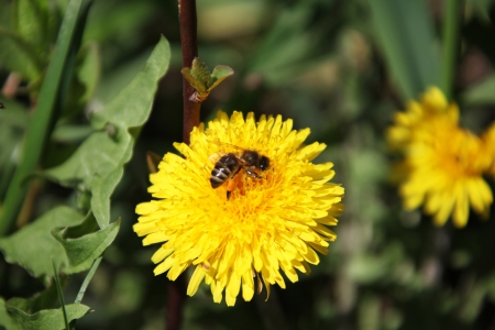  dandelionの写真素材