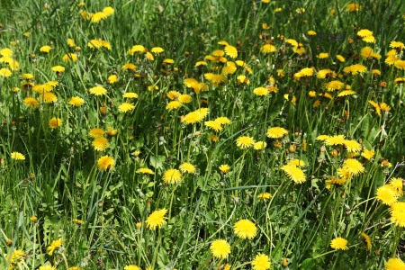  dandelionの写真素材