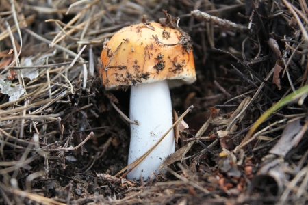  mushroom  の写真素材
