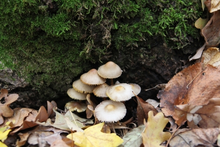  mushroom  の写真素材