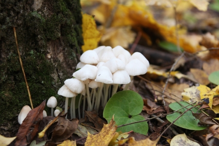  mushroom  の写真素材