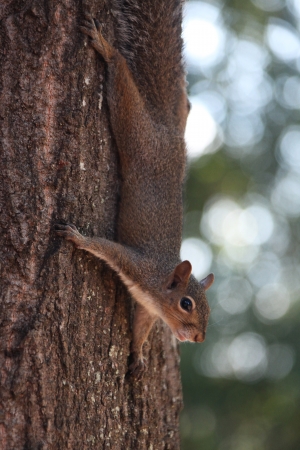 gray squirrelの写真素材