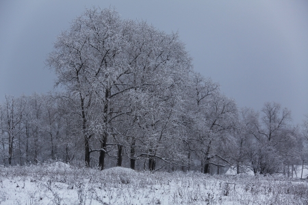 forest covered with a hoarfrostの写真素材