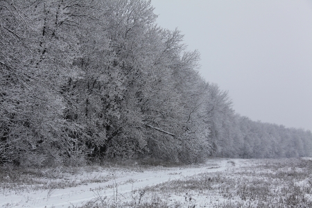 forest covered with a hoarfrostの写真素材