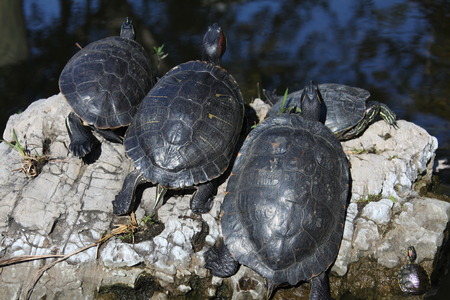 turtleの写真素材