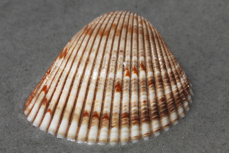 shell
