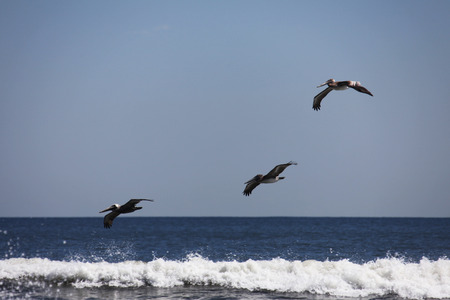 pelicansの写真素材