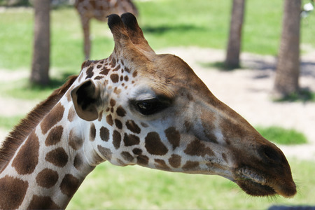 Giraffeの写真素材