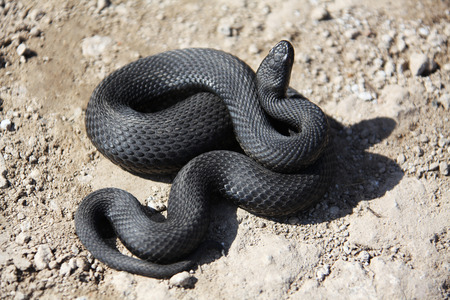  snakeの写真素材