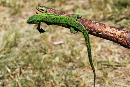 lizardの写真素材