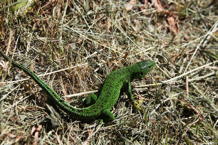 lizardの写真素材