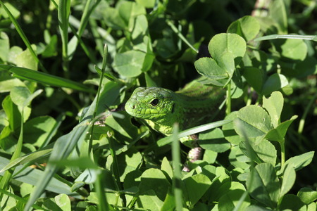 lizardの写真素材