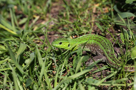 lizardの写真素材