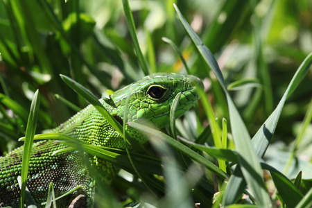lizardの写真素材