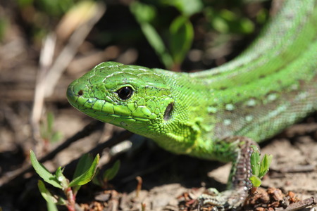 lizardの写真素材