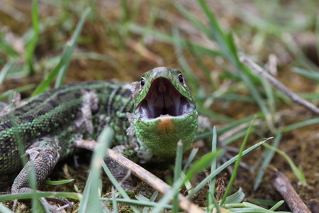 lizardの写真素材