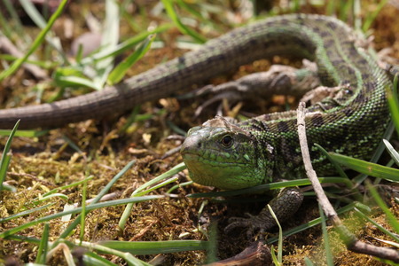 lizardの写真素材