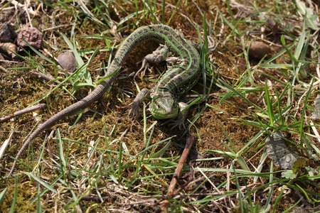 lizardの写真素材