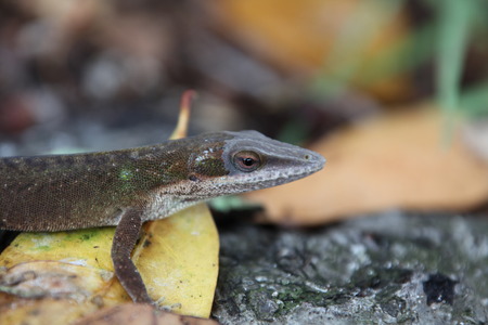 lizardの写真素材