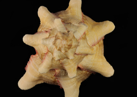 sea shell