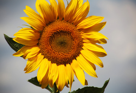Sunflowerの写真素材