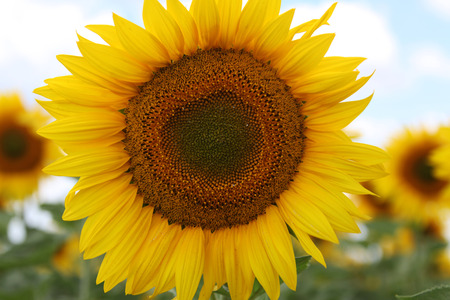 Sunflowerの写真素材
