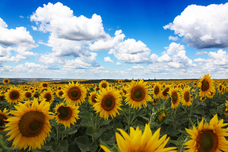 Sunflowerの写真素材