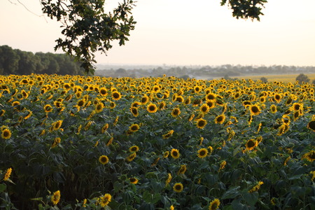 Sunflowerの写真素材