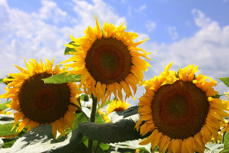 Sunflowerの写真素材