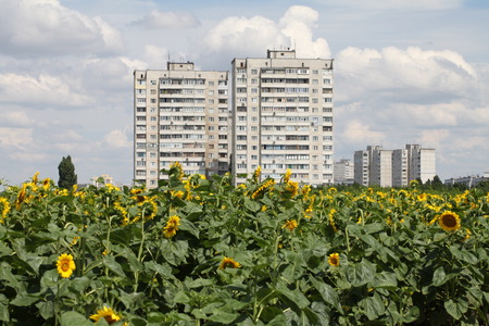 Sunflowerのeditorial素材