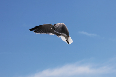 flying seagullの写真素材