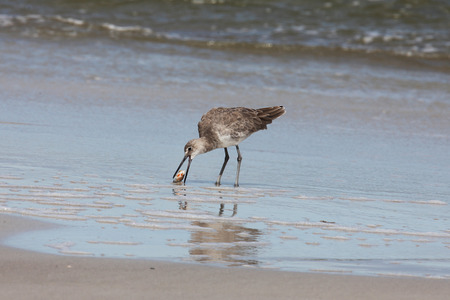 greenshank on Atlantic coast of Florida