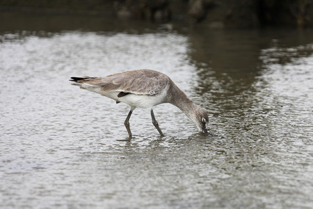 greenshank on Atlantic coast of Floridaの写真素材
