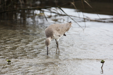 greenshank on Atlantic coast of Floridaの写真素材